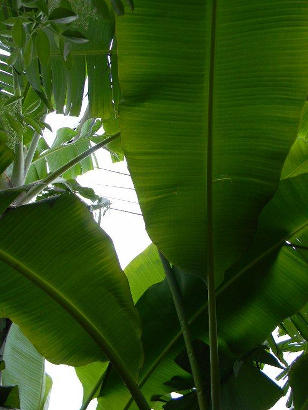 Dunedin Florida Banana Plant