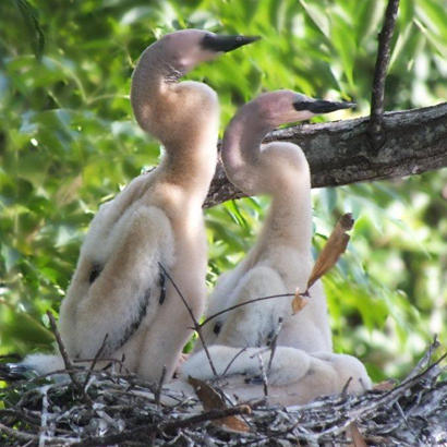 Baby Anhingas waiting