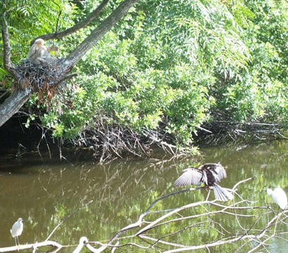 Anhinga nest