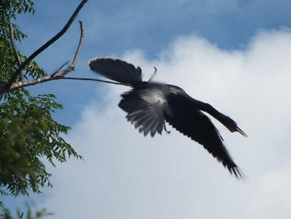 Anhinga flies down