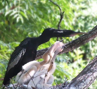 Father Anhinga with hungry babies