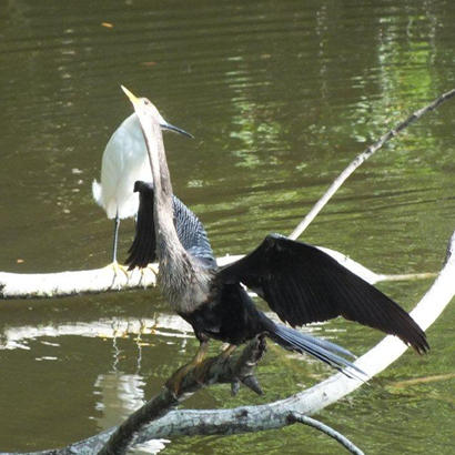 Mother Anhinga takes flight