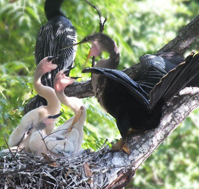 Mother Anhinga with hungry babies