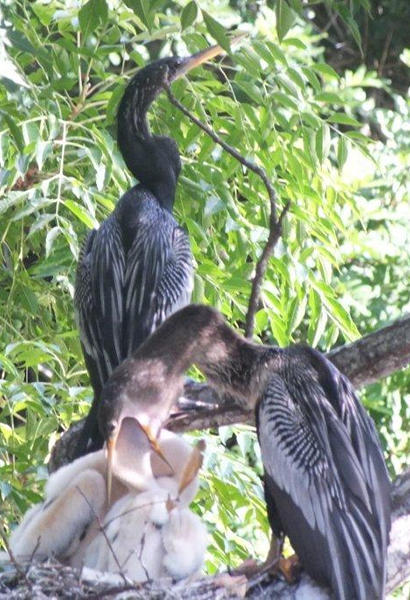 Mother Anhinga feeds baby