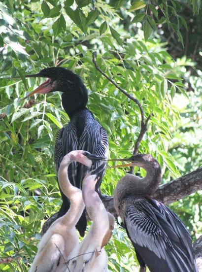 Male and female Anhingas with babies