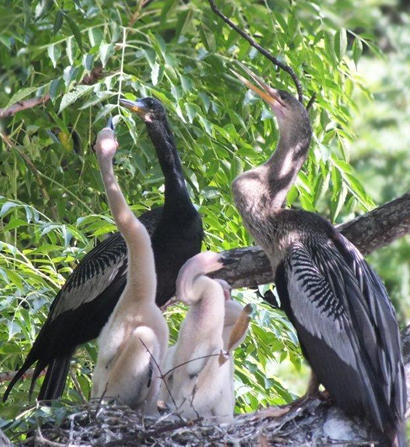 Male and female Anhingas with hungry babies