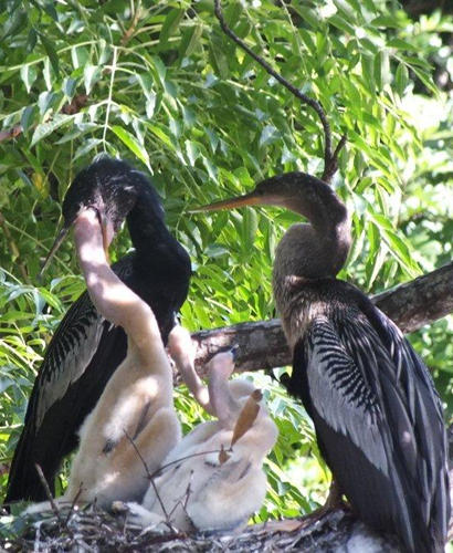 Father Anhinga fees baby