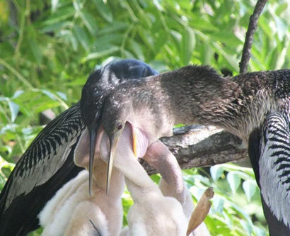 Father and mother Anhingas feeding babies