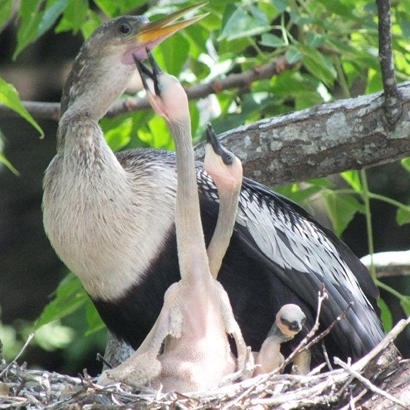 Mother Anhinga with three babies