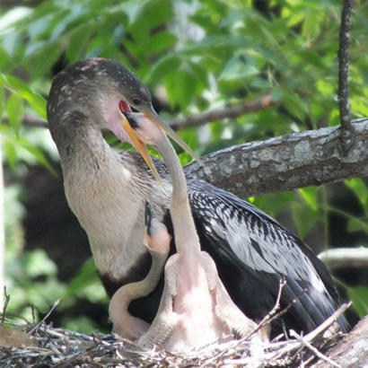 Mother Anhinga feeding baby