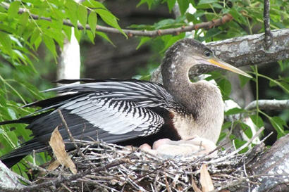 Mother Anhinga