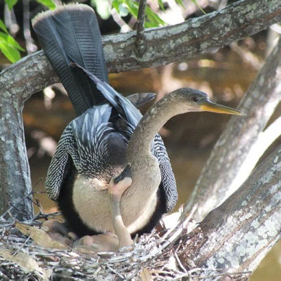 Mother Anhinga and child