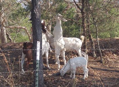 Science Hill TX - goats