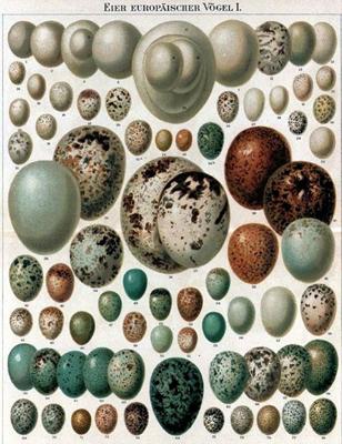 Eggs