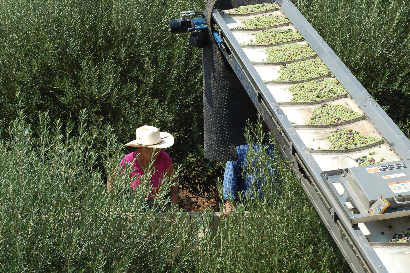 Harvesting Olives in South Texas