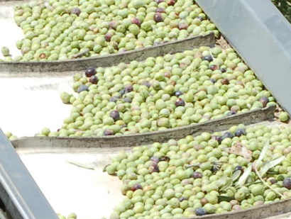 Harvesting Olives in South Texas