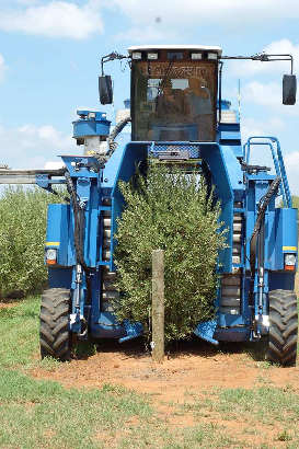 Texas Olive Harvester