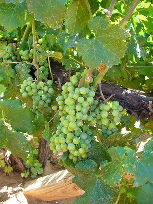 Grapes On Vine