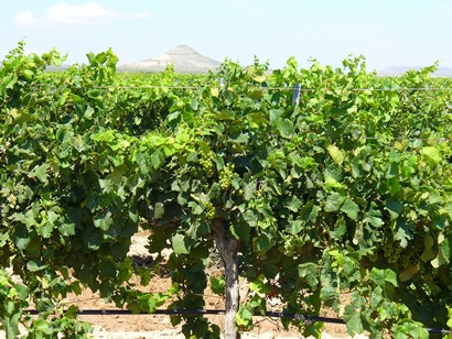 Texas Winery View of Mountain