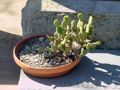 Lavaca County TX - Hallettsville Jewish Cemetery cactus