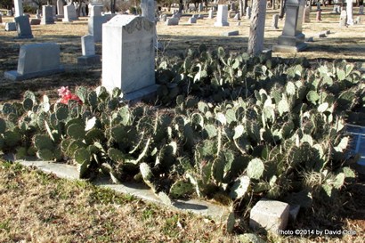 Wichita Falls TX - Riverside Cemetery Cactus