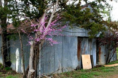 Redbud blooms in Blossom  Texas