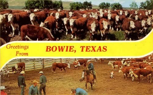 Bowie Texas - Cattle
