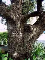 The Fleming oak tree trunk close up