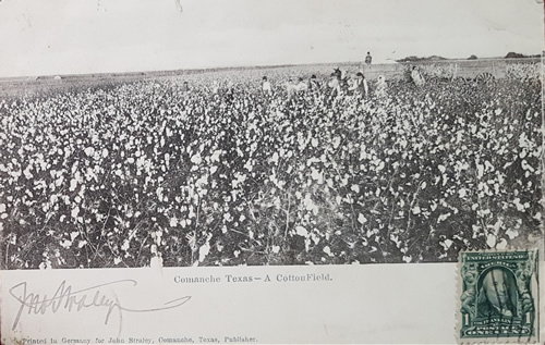 Comanche, TX Cotton Field