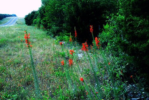Cranfills Gap TX Wild Flowers