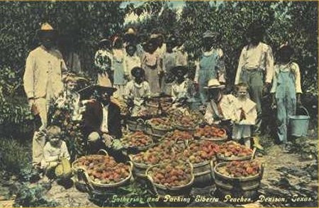 Denison TX Peach Pickers - Gathering and Packing Elberta Peaches 
