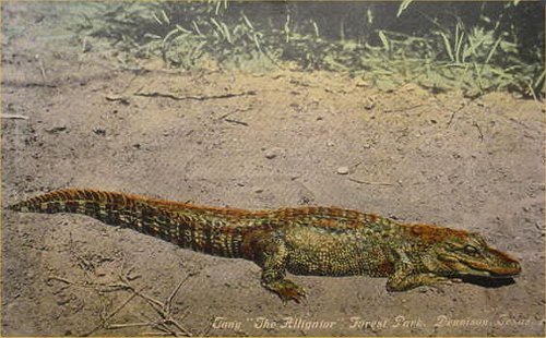 Denison TX - Tony &quot;The Alligator&quot;, Forest Park