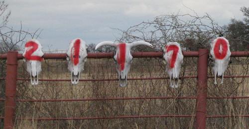 Balm, TexasCow skulls on fence