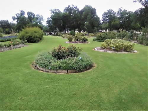 Farmers Branch TX - Rose Garden