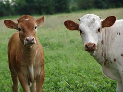 Farmersville TX cows