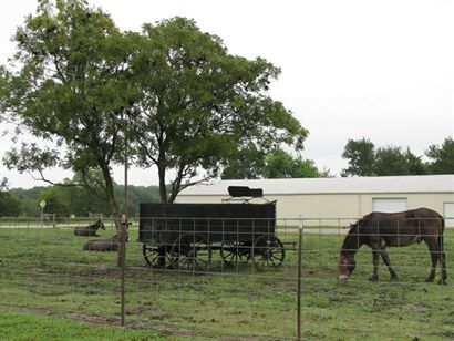 Kingston TX - Horses and Wagon