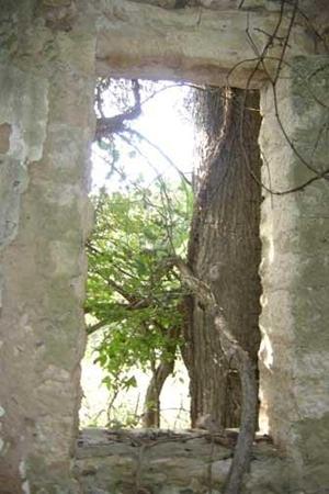 Tree and vines grow in general store ruins in Lime City Texas