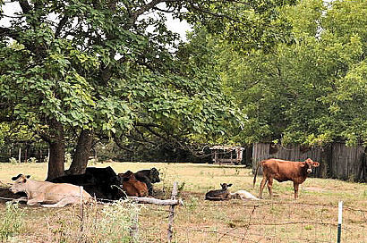 Monkstown TX Cows