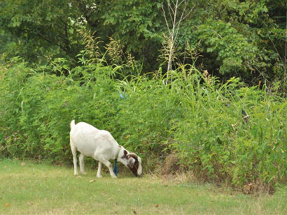 Ragtown TX Goat