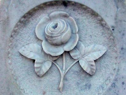 Rose on stone