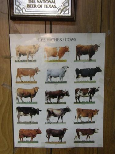 Belmont TX - cows poster