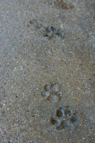 Dog prints in Calvert