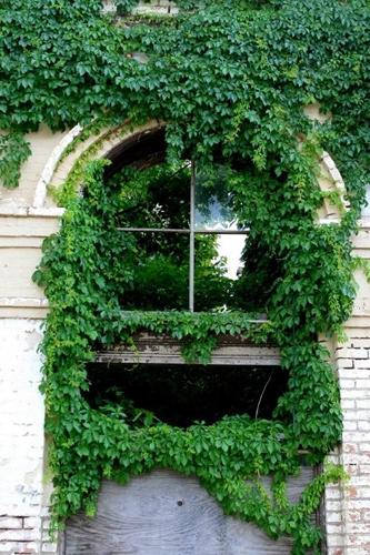 Vine over door,  Calvert Texas 