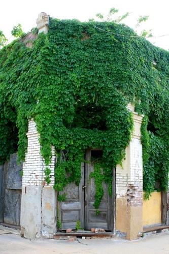 Vine on building, Calvert Texas 