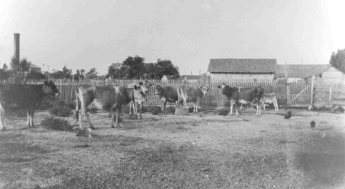 Browns Dairy between Eagle Lake and Chesterville Texas 1922 photo