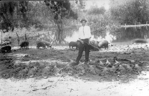 Eagle Lake TX Alligators c1910 