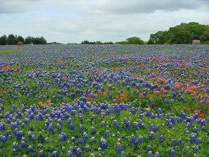 Central Texas bluebonnet field 