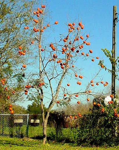 Frelsburg TX - Persimmons