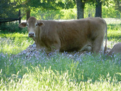 Grassyville TX - Cow