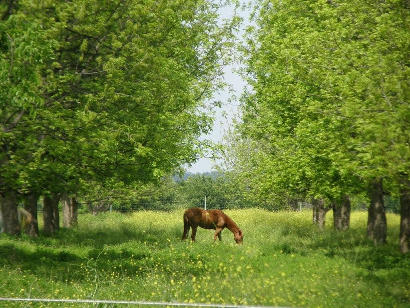 Bastrop County - Hills Prairie TX Grazing in a Pecan Grove